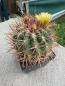 Preview: Ferocactus stainesii
